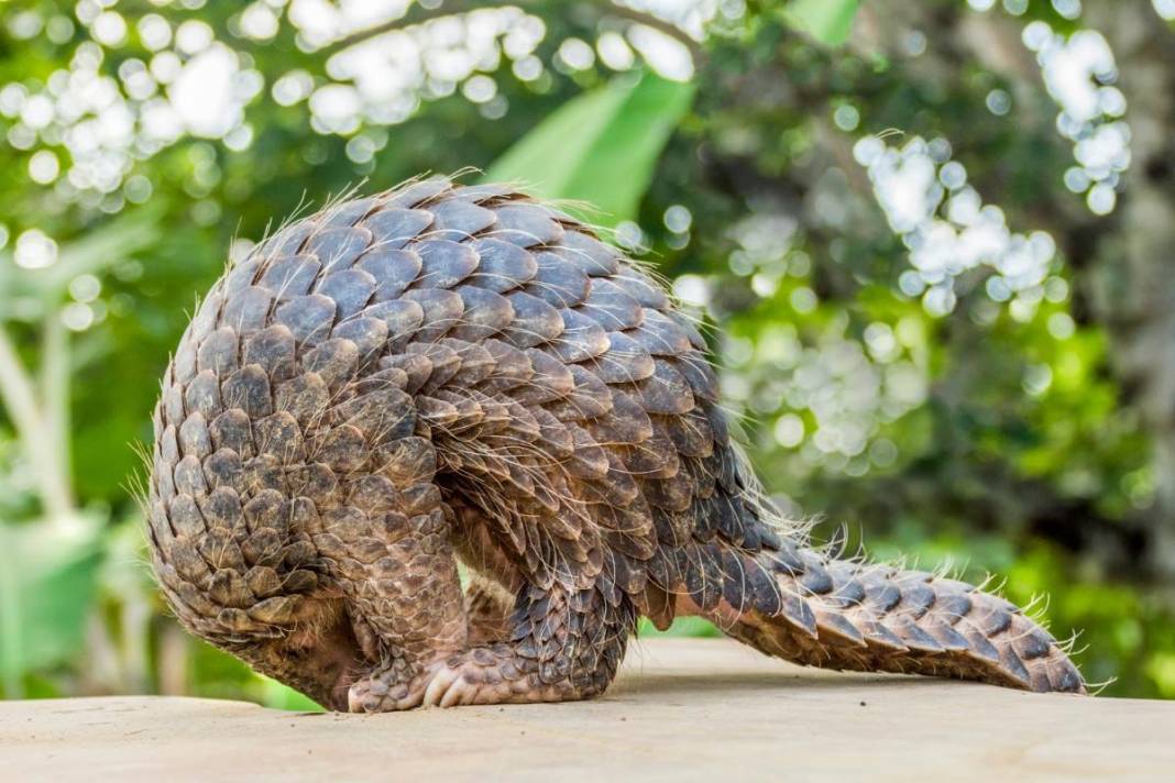 Kuyruğunu gören kozalak sanıyor: Karşınızda dünyanın en ilginç canlısı pangolin! 3