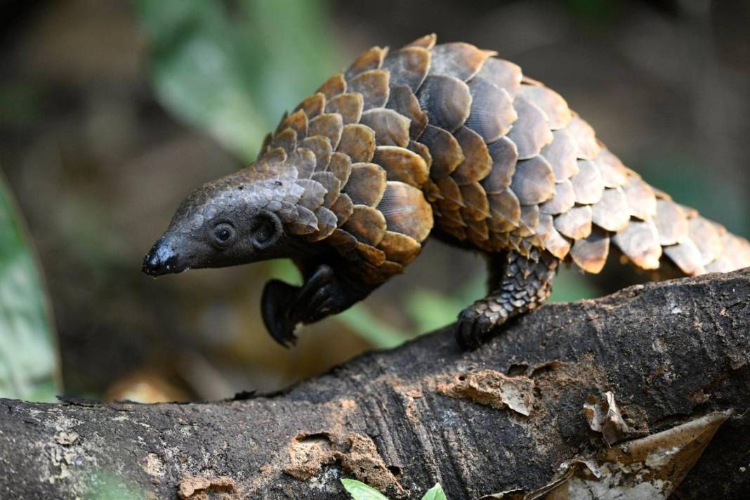 Kuyruğunu gören kozalak sanıyor: Karşınızda dünyanın en ilginç canlısı pangolin! 5