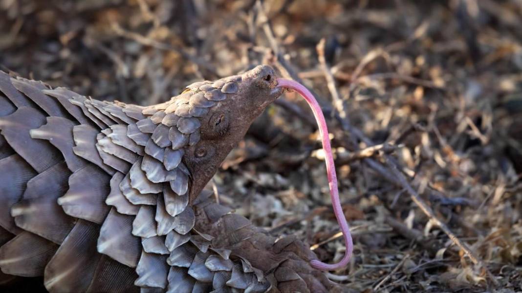 Kuyruğunu gören kozalak sanıyor: Karşınızda dünyanın en ilginç canlısı pangolin! 6