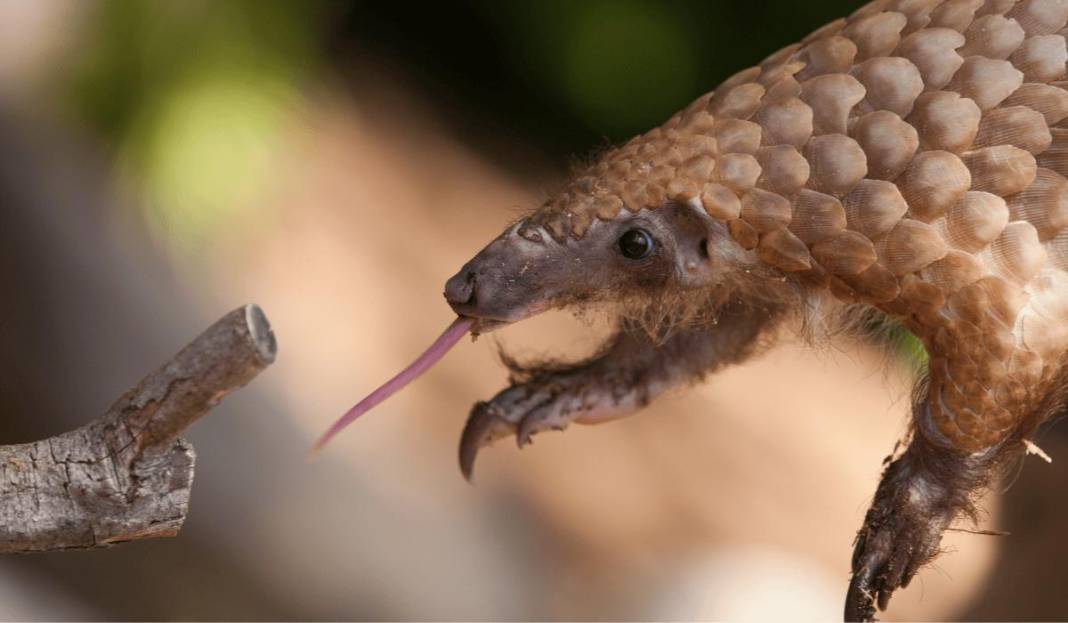 Kuyruğunu gören kozalak sanıyor: Karşınızda dünyanın en ilginç canlısı pangolin! 2