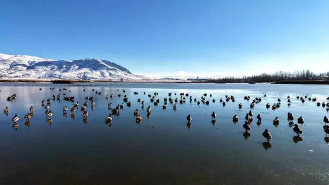 Geçen sene kuraklığın kıyısından dönen dev göl şimdi de buz tuttu! Ördekler kendilerine zor yer buldu 8