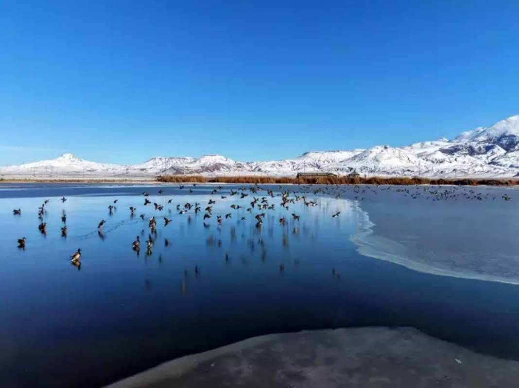 Geçen sene kuraklığın kıyısından dönen dev göl şimdi de buz tuttu! Ördekler kendilerine zor yer buldu 6