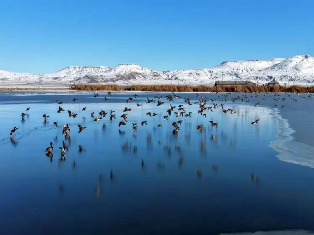 Geçen sene kuraklığın kıyısından dönen dev göl şimdi de buz tuttu! Ördekler kendilerine zor yer buldu 5