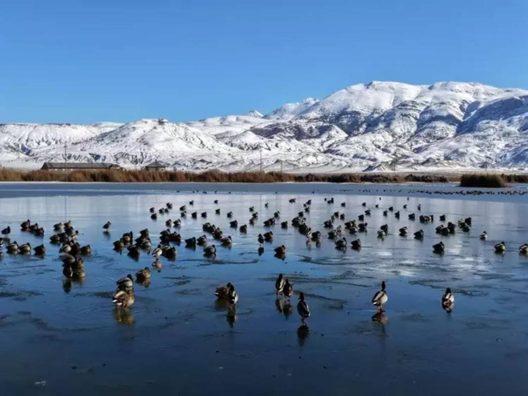 Geçen sene kuraklığın kıyısından dönen dev göl şimdi de buz tuttu! Ördekler kendilerine zor yer buldu 4