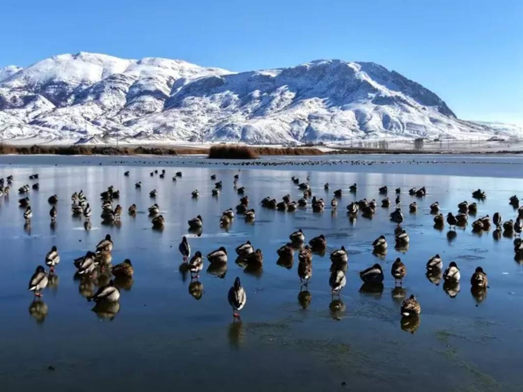 Geçen sene kuraklığın kıyısından dönen dev göl şimdi de buz tuttu! Ördekler kendilerine zor yer buldu 1