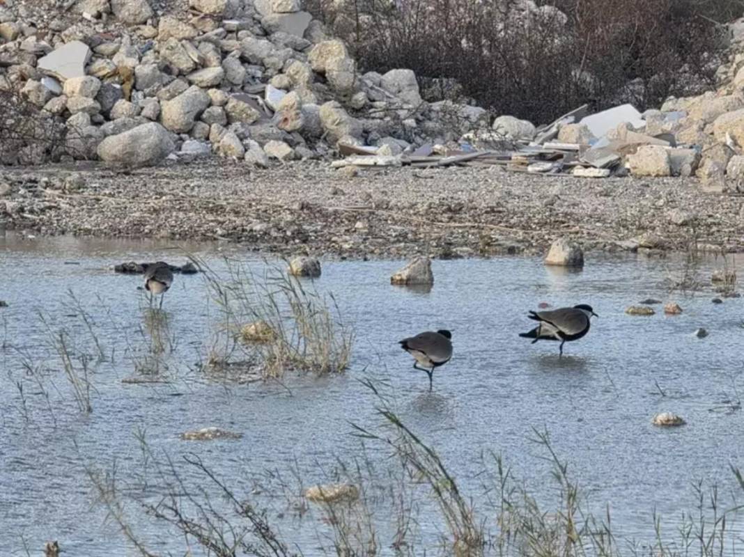 Temmuz ayında tamamen kurumuştu! Milleyha Kuş Cenneti küllerinden doğdu: Kuraklık bitince göçmen kuşlar geri döndü 2