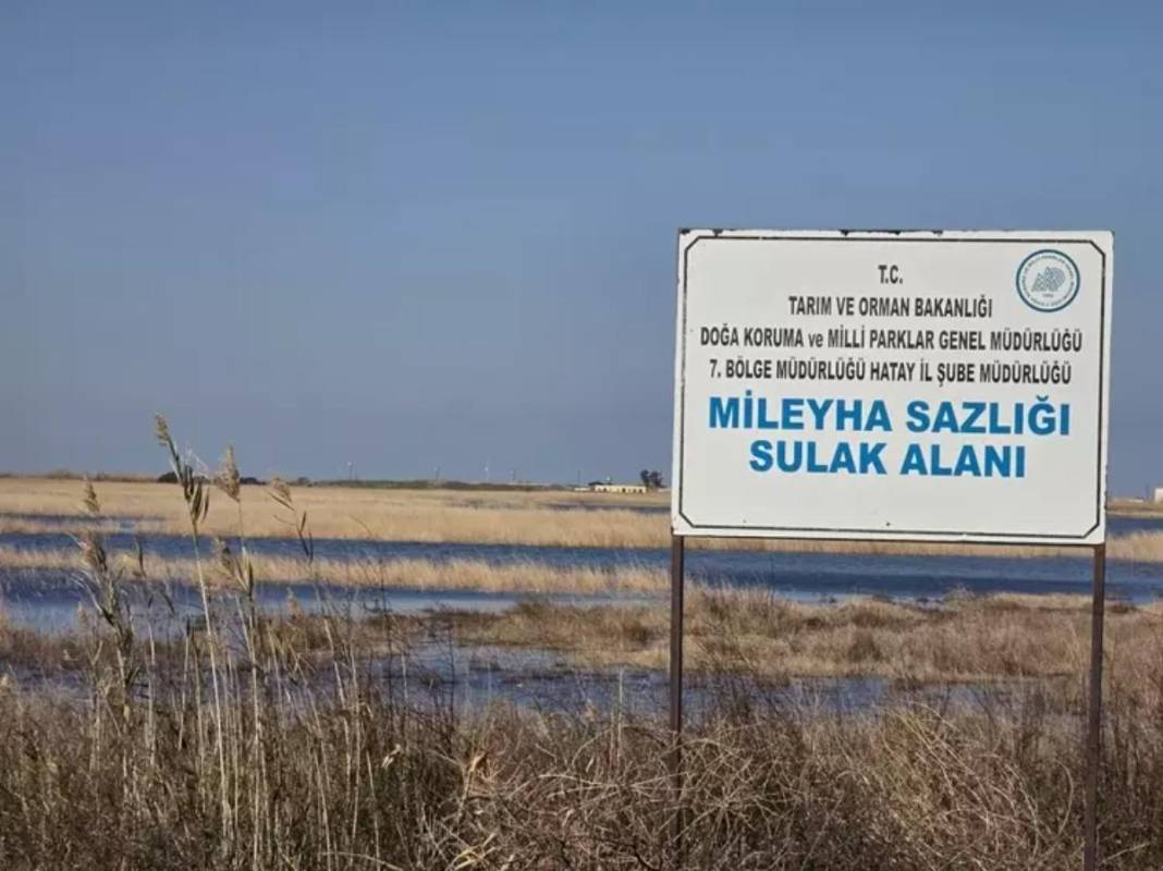Temmuz ayında tamamen kurumuştu! Milleyha Kuş Cenneti küllerinden doğdu: Kuraklık bitince göçmen kuşlar geri döndü 4
