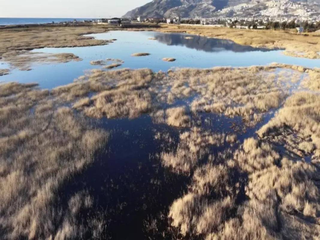 Temmuz ayında tamamen kurumuştu! Milleyha Kuş Cenneti küllerinden doğdu: Kuraklık bitince göçmen kuşlar geri döndü 1