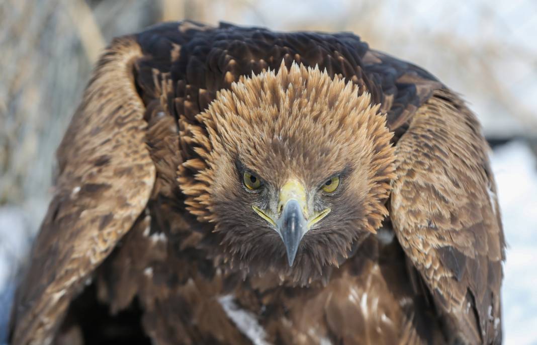 Van’da yaban hayatına şefkat eli: Bitkin düşen hayvanlar bu merkezde hayata tutunuyor 8