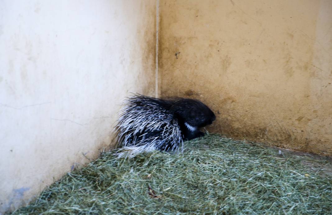 Van’da yaban hayatına şefkat eli: Bitkin düşen hayvanlar bu merkezde hayata tutunuyor 5