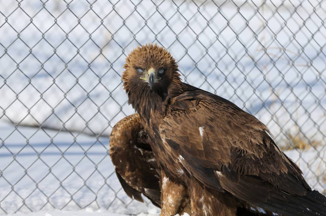 Van’da yaban hayatına şefkat eli: Bitkin düşen hayvanlar bu merkezde hayata tutunuyor 6