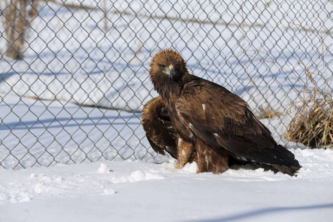 Van’da yaban hayatına şefkat eli: Bitkin düşen hayvanlar bu merkezde hayata tutunuyor 4