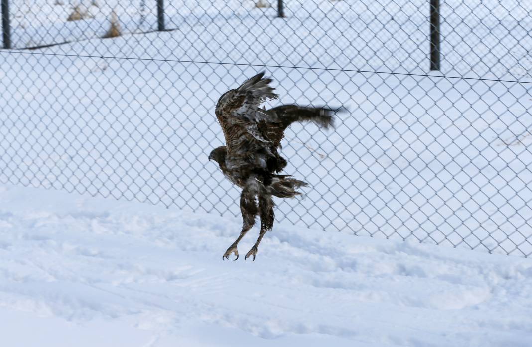 Van’da yaban hayatına şefkat eli: Bitkin düşen hayvanlar bu merkezde hayata tutunuyor 7