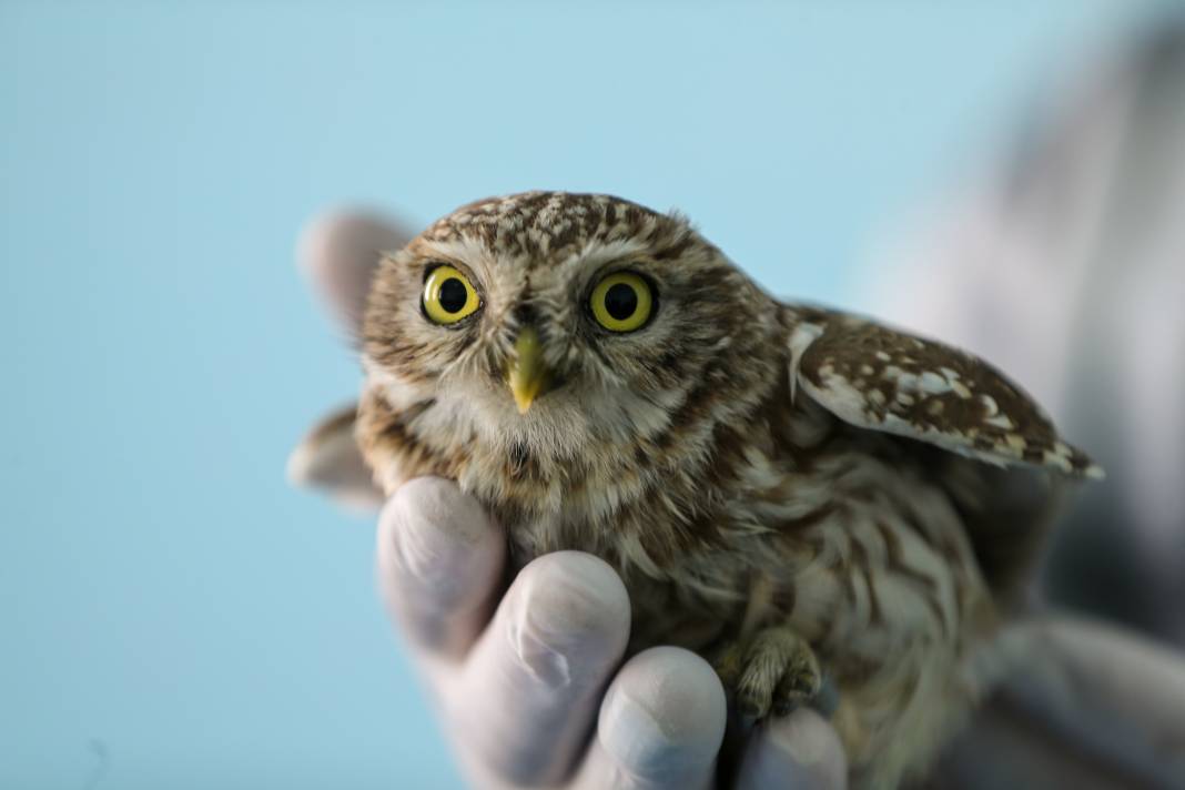 Van’da yaban hayatına şefkat eli: Bitkin düşen hayvanlar bu merkezde hayata tutunuyor 2