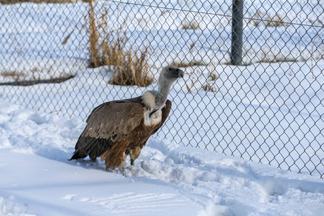 Van’da yaban hayatına şefkat eli: Bitkin düşen hayvanlar bu merkezde hayata tutunuyor 1
