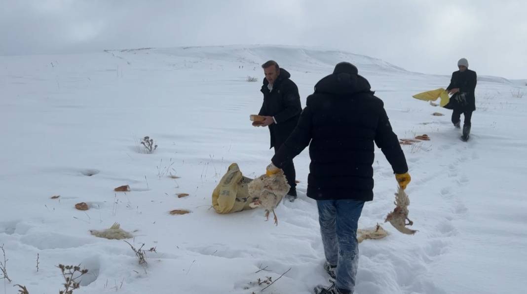 Kurtlar yerleşim yerine inince değişik bir yöntem buldular! Dağa, taşa yiyecek bıraktılar 1