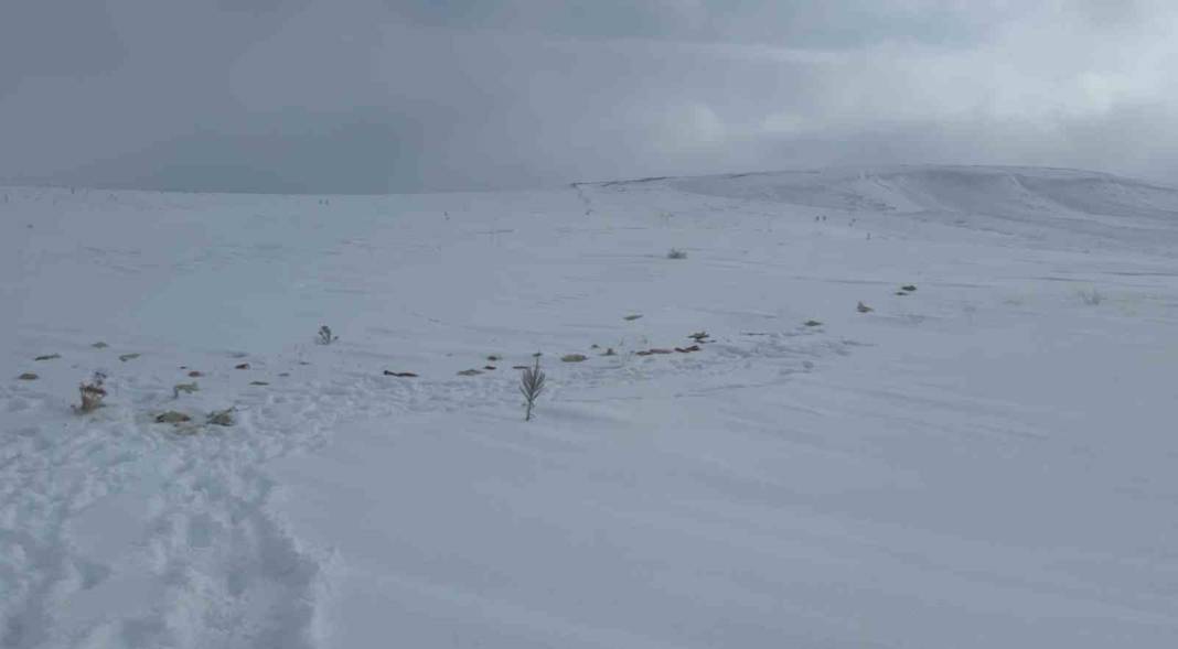 Kurtlar yerleşim yerine inince değişik bir yöntem buldular! Dağa, taşa yiyecek bıraktılar 5