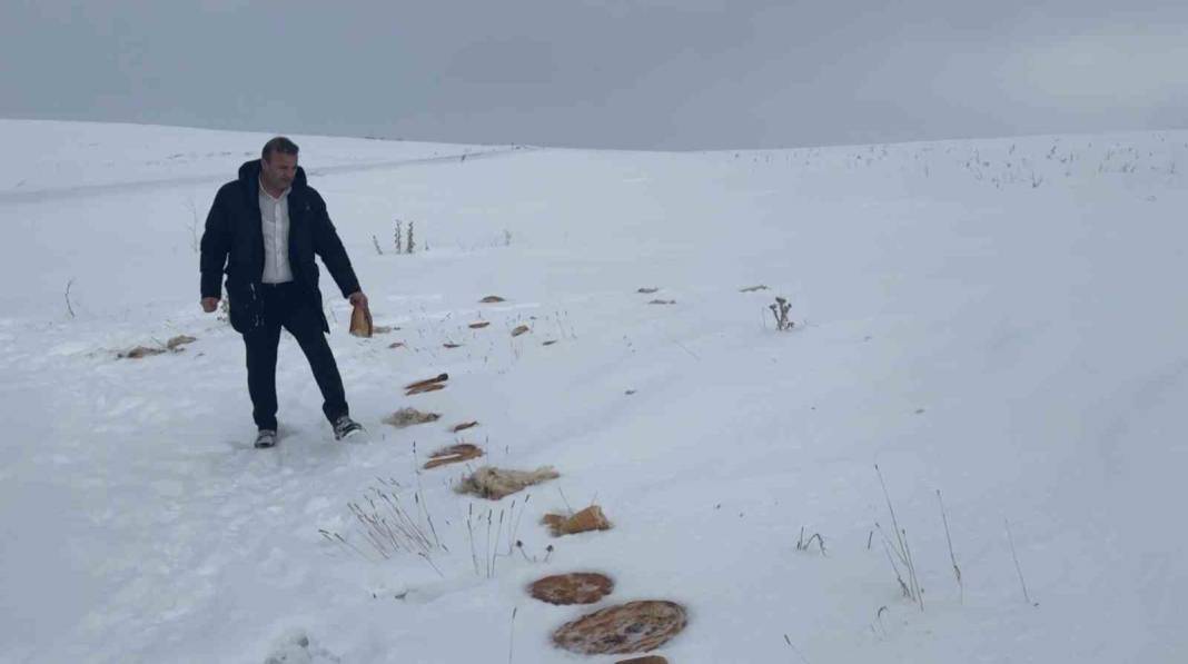 Kurtlar yerleşim yerine inince değişik bir yöntem buldular! Dağa, taşa yiyecek bıraktılar 3