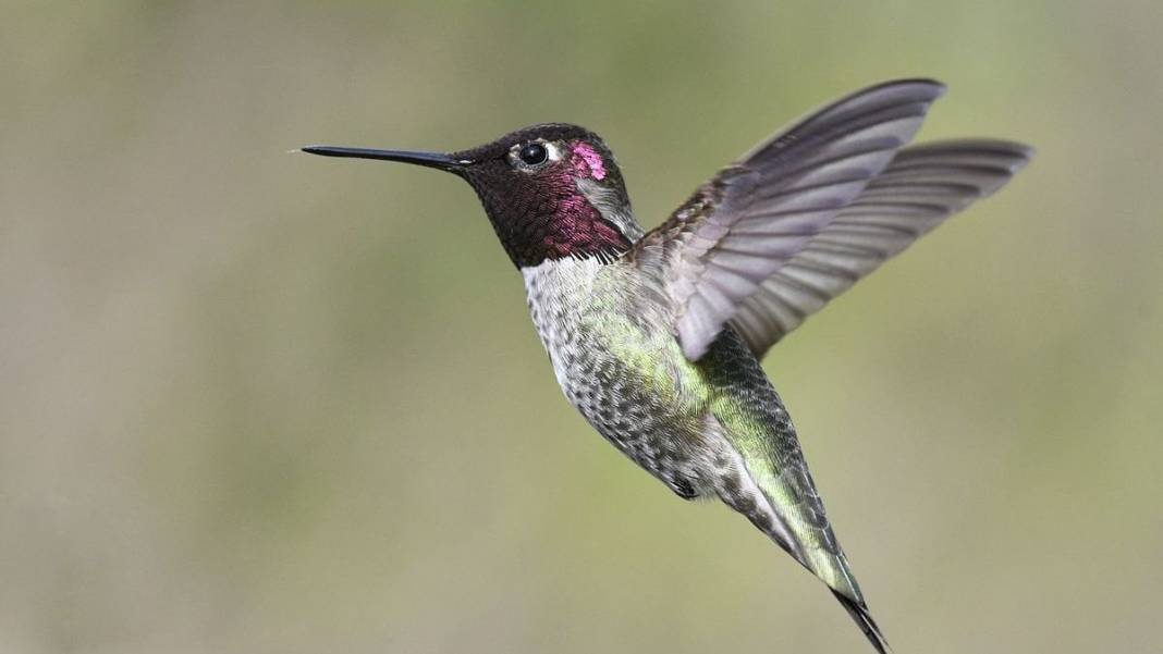 Böcek değil, kuş! Doğanın minik mucizesi: Madeni para ağırlığındaki dünyanın en küçük kuşu: Arı sinek kuşu 8