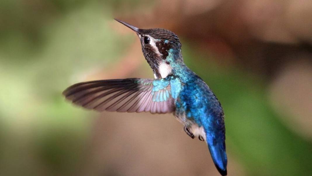 Böcek değil, kuş! Doğanın minik mucizesi: Madeni para ağırlığındaki dünyanın en küçük kuşu: Arı sinek kuşu 6