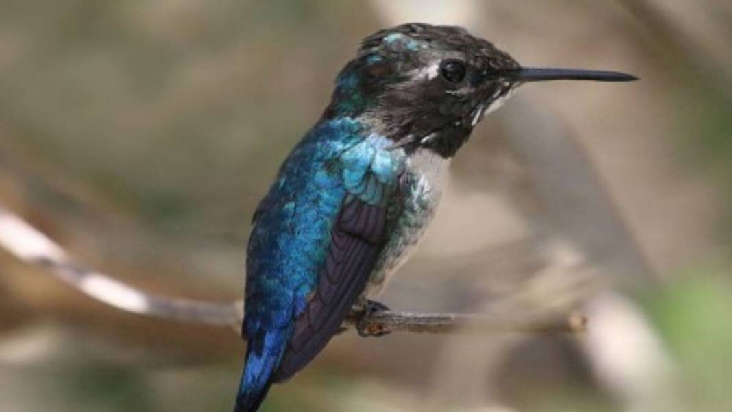 Böcek değil, kuş! Doğanın minik mucizesi: Madeni para ağırlığındaki dünyanın en küçük kuşu: Arı sinek kuşu 2