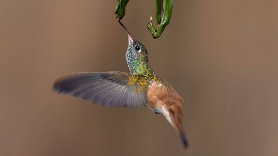 Böcek değil, kuş! Doğanın minik mucizesi: Madeni para ağırlığındaki dünyanın en küçük kuşu: Arı sinek kuşu 4