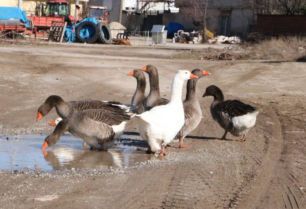 Afyonkarahisar'da 3 asırlık gelenek servet kazandırıyor: Köyde herkes besliyor, tanesi 2 bin liradan büyükşehirlere yok satıyor 2