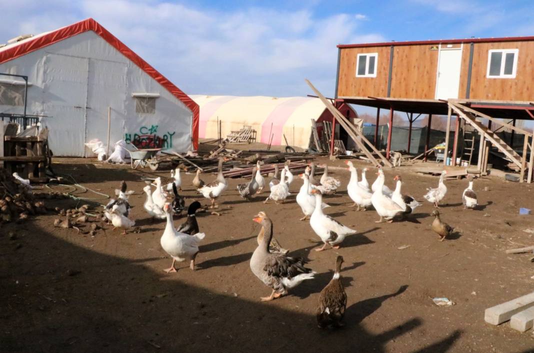 Afyonkarahisar'da 3 asırlık gelenek servet kazandırıyor: Köyde herkes besliyor, tanesi 2 bin liradan büyükşehirlere yok satıyor 5