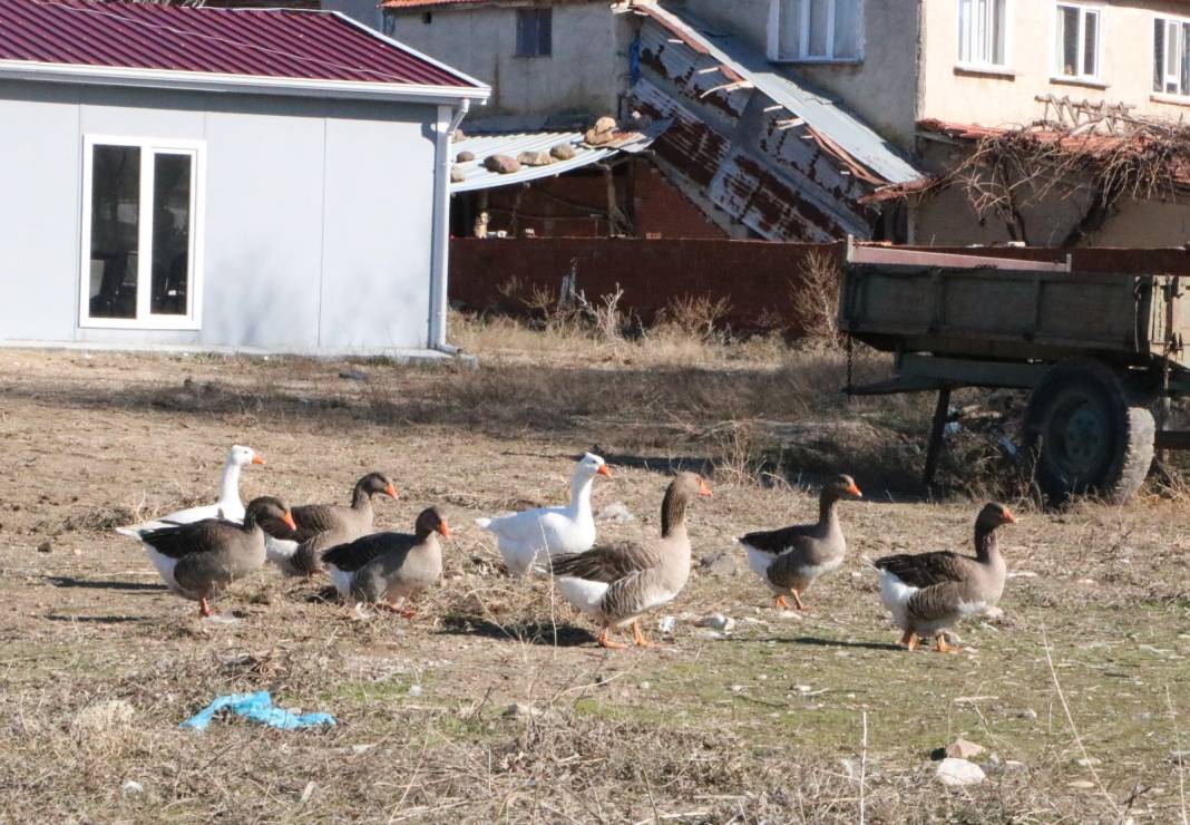 Afyonkarahisar'da 3 asırlık gelenek servet kazandırıyor: Köyde herkes besliyor, tanesi 2 bin liradan büyükşehirlere yok satıyor 1