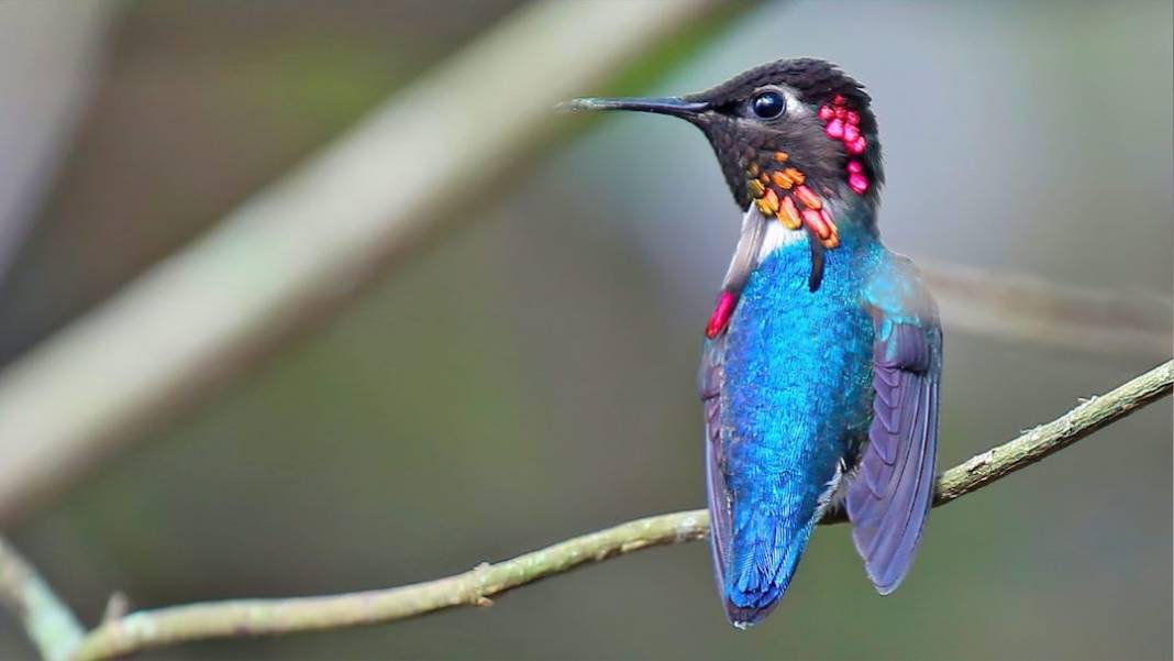 Böcek değil, kuş! Doğanın minik mucizesi: Madeni para ağırlığındaki dünyanın en küçük kuşu: Arı sinek kuşu 7