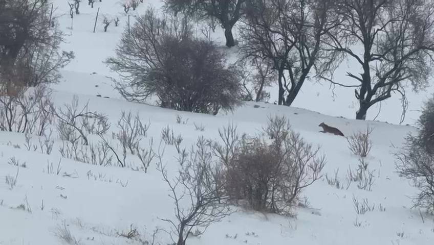 Aç kalan kurtlar dağlardan indi, mahallere aralarına kadar girdi! O görüntüler kamerada 4