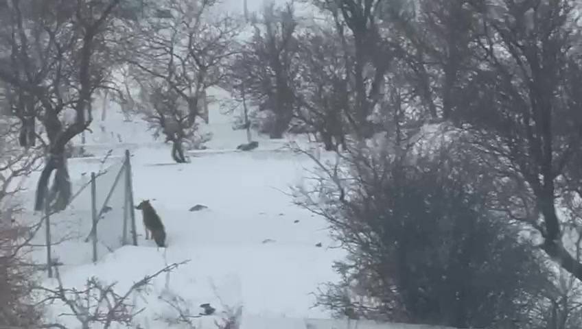 Aç kalan kurtlar dağlardan indi, mahallere aralarına kadar girdi! O görüntüler kamerada 5