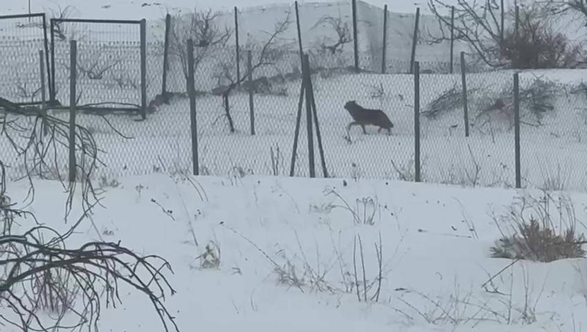 Aç kalan kurtlar dağlardan indi, mahallere aralarına kadar girdi! O görüntüler kamerada 3