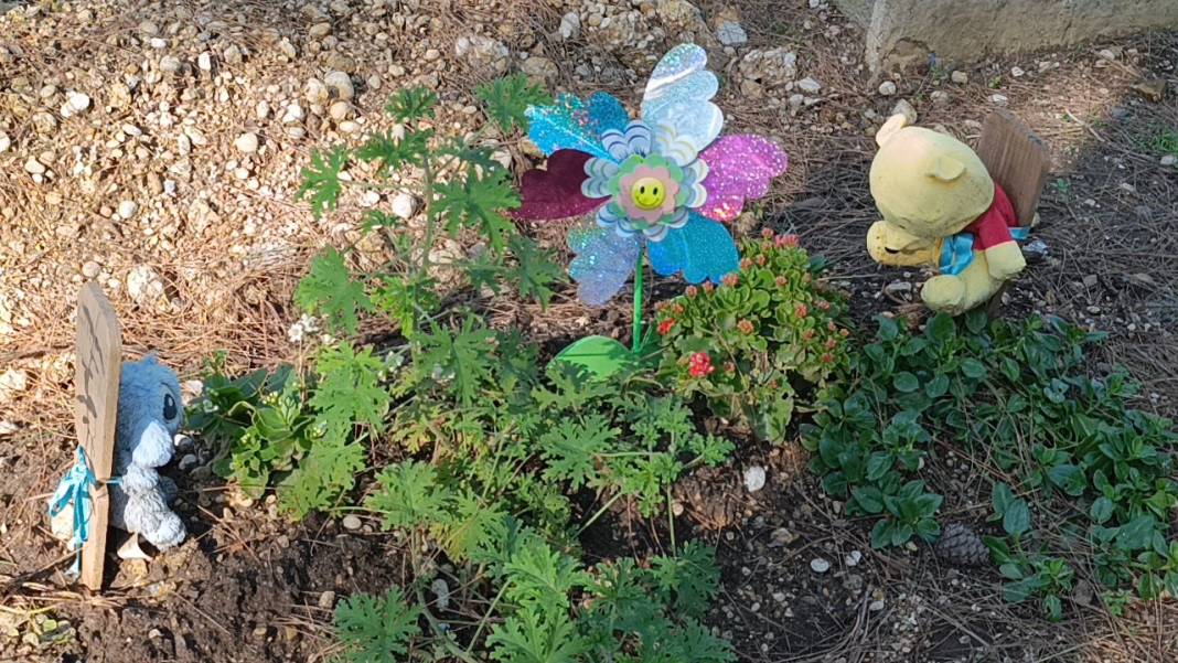 Antalya'da duygulandıran görüntüler: Bebek mezarları oyuncaklarla doldu taştı! 6