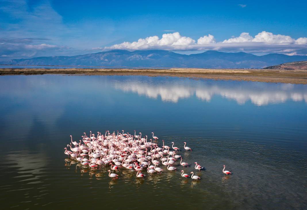 Yaban hayatının kalbi burada atıyor! Büyük Menderes Deltası 250 kuş türüne yuva oldu 12
