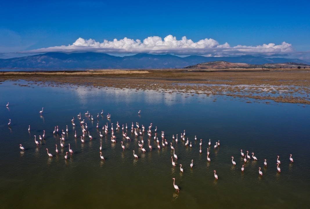 Yaban hayatının kalbi burada atıyor! Büyük Menderes Deltası 250 kuş türüne yuva oldu 11