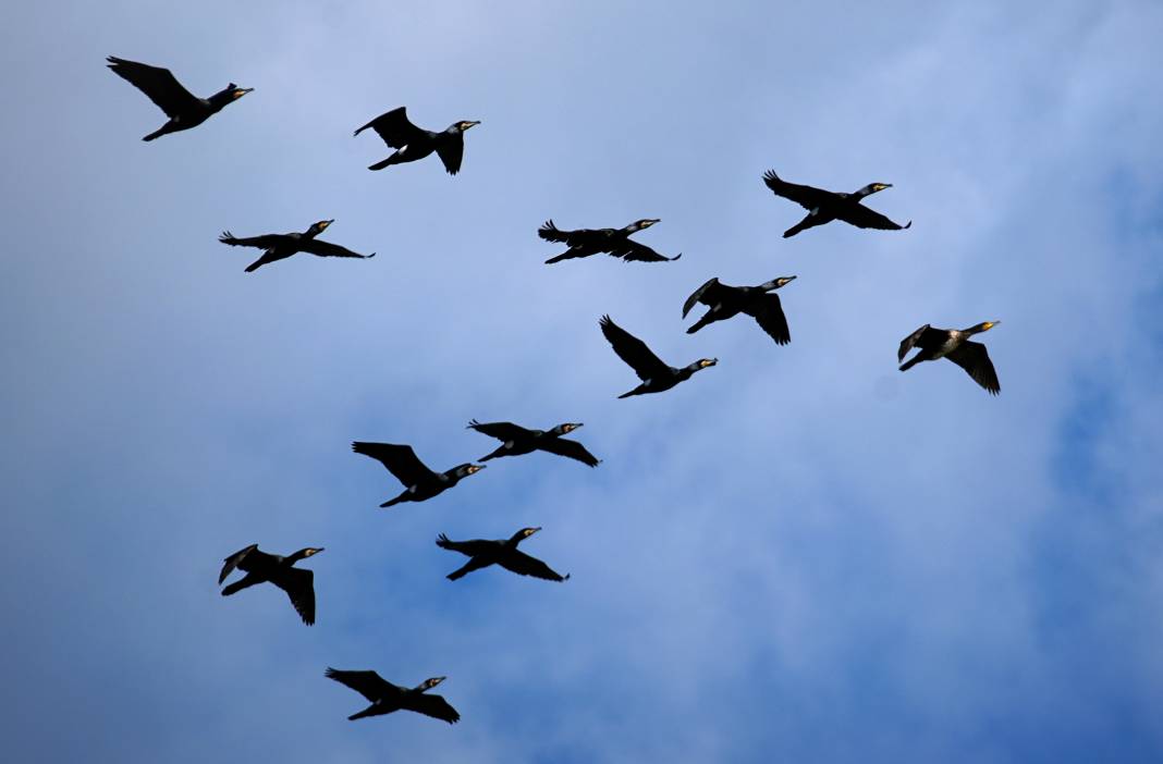 Yaban hayatının kalbi burada atıyor! Büyük Menderes Deltası 250 kuş türüne yuva oldu 13