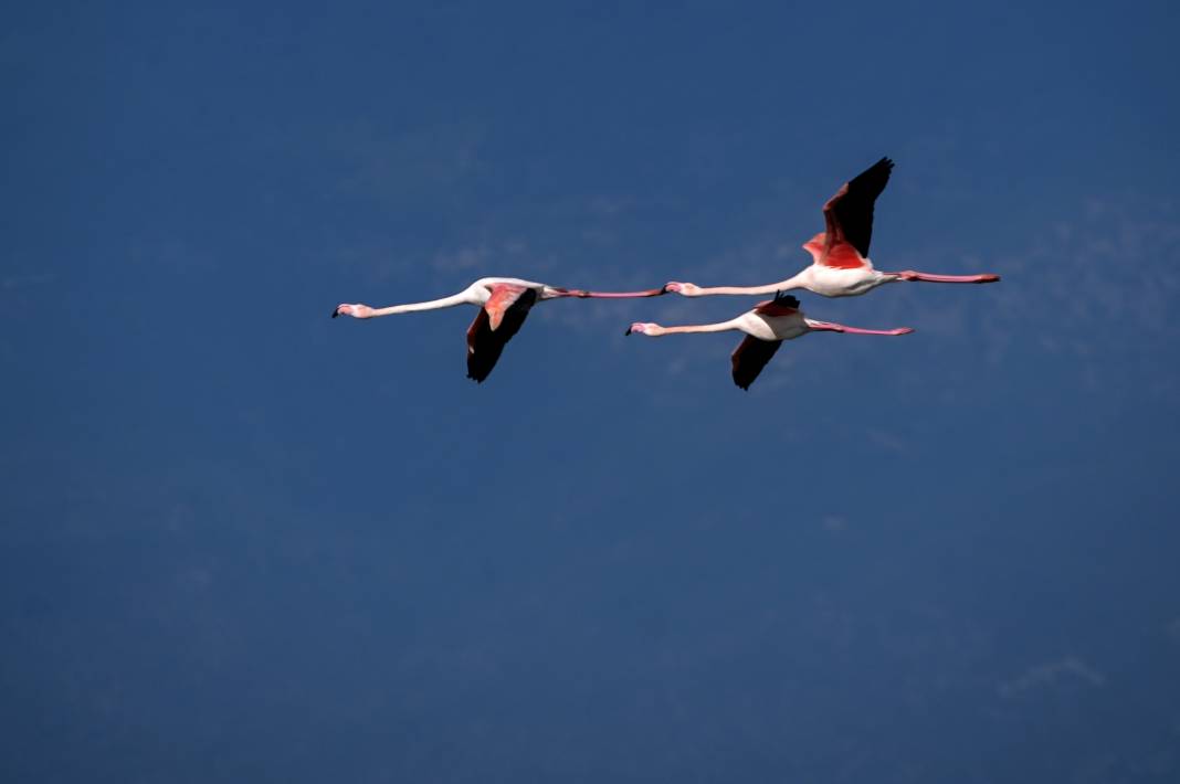 Yaban hayatının kalbi burada atıyor! Büyük Menderes Deltası 250 kuş türüne yuva oldu 14