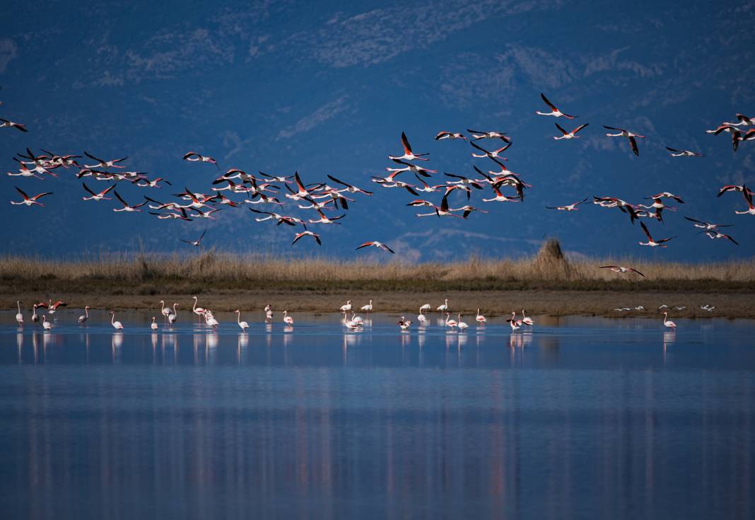 Yaban hayatının kalbi burada atıyor! Büyük Menderes Deltası 250 kuş türüne yuva oldu 7