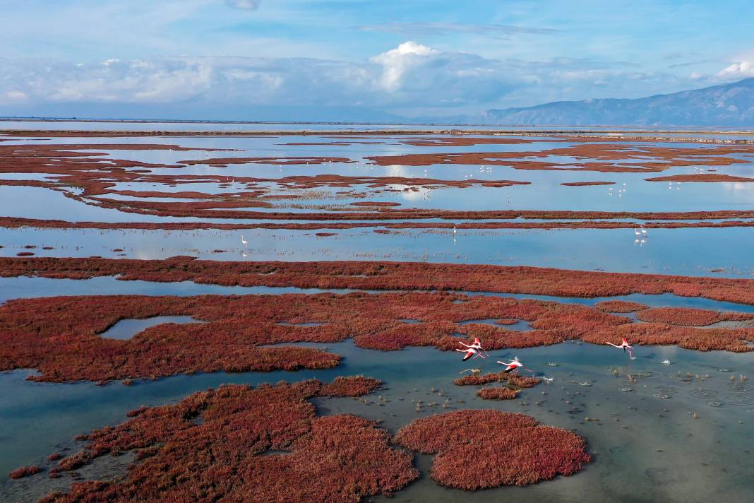 Yaban hayatının kalbi burada atıyor! Büyük Menderes Deltası 250 kuş türüne yuva oldu 5