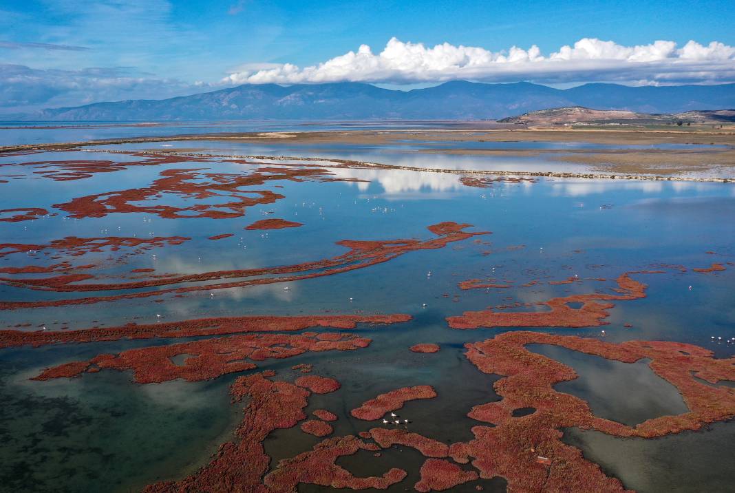 Yaban hayatının kalbi burada atıyor! Büyük Menderes Deltası 250 kuş türüne yuva oldu 4