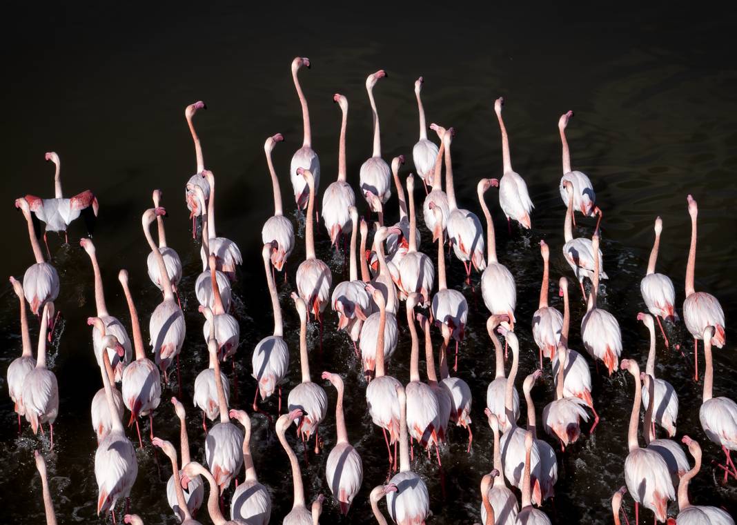 Yaban hayatının kalbi burada atıyor! Büyük Menderes Deltası 250 kuş türüne yuva oldu 6