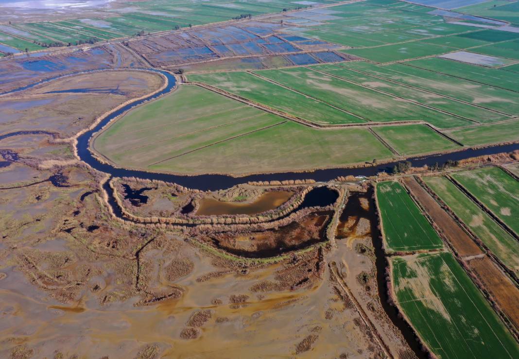 Yaban hayatının kalbi burada atıyor! Büyük Menderes Deltası 250 kuş türüne yuva oldu 1