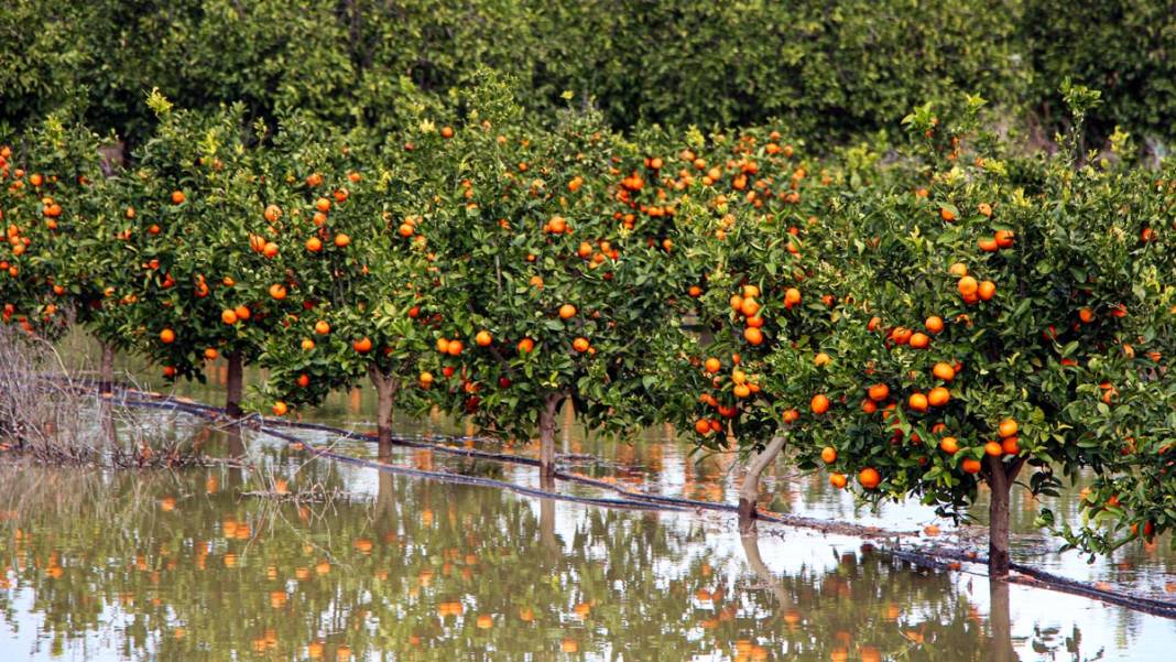 Baraj kapakları açıldı, Seyhan Nehri'nin debisi yükseldi: Tarım arazileri sular altında 6