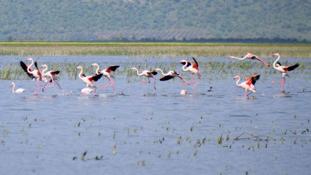 Marmara Gölü’nde yıllar sonra ilk: Göçmen kuşlar geri döndü 1