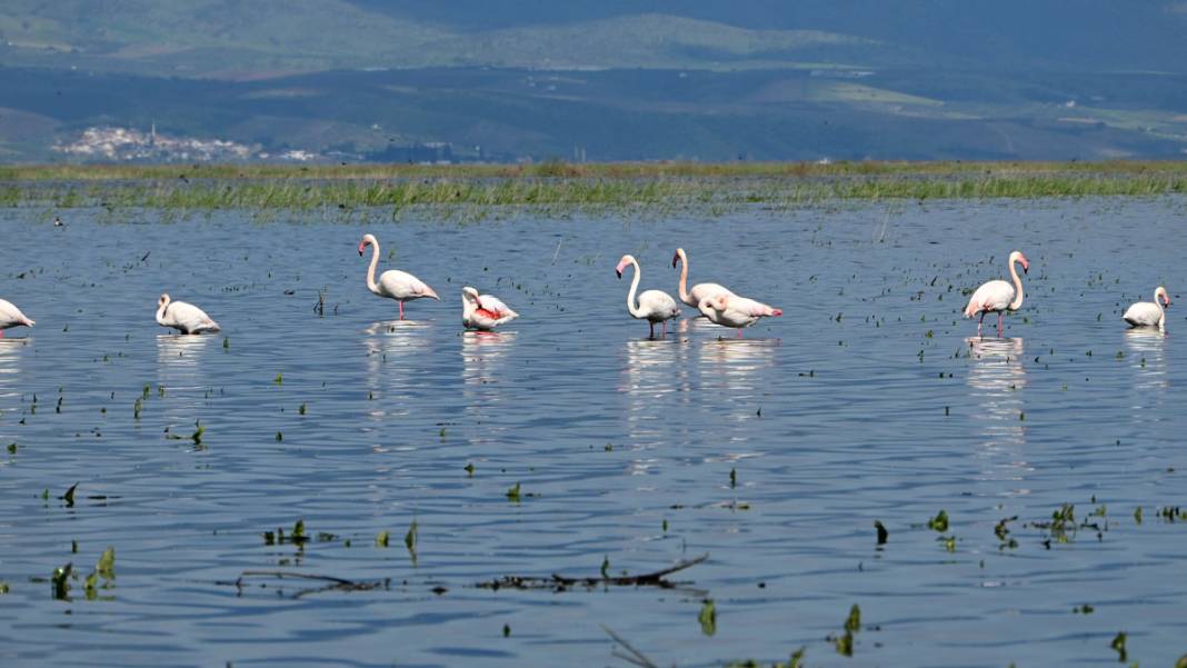 Marmara Gölü’nde yıllar sonra ilk: Göçmen kuşlar geri döndü 2
