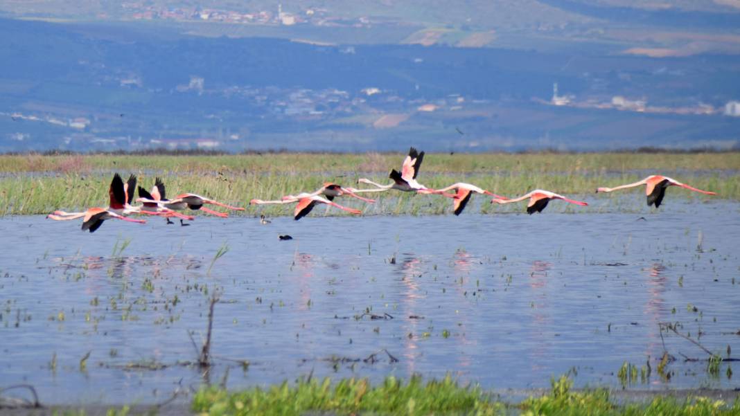 Marmara Gölü’nde yıllar sonra ilk: Göçmen kuşlar geri döndü 3