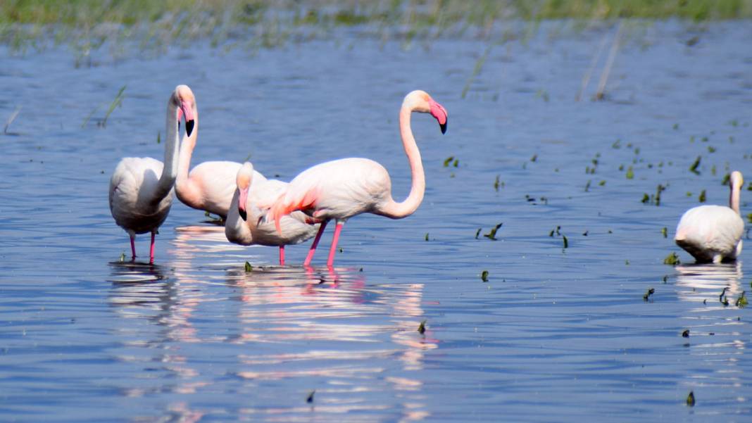 Marmara Gölü’nde yıllar sonra ilk: Göçmen kuşlar geri döndü 4