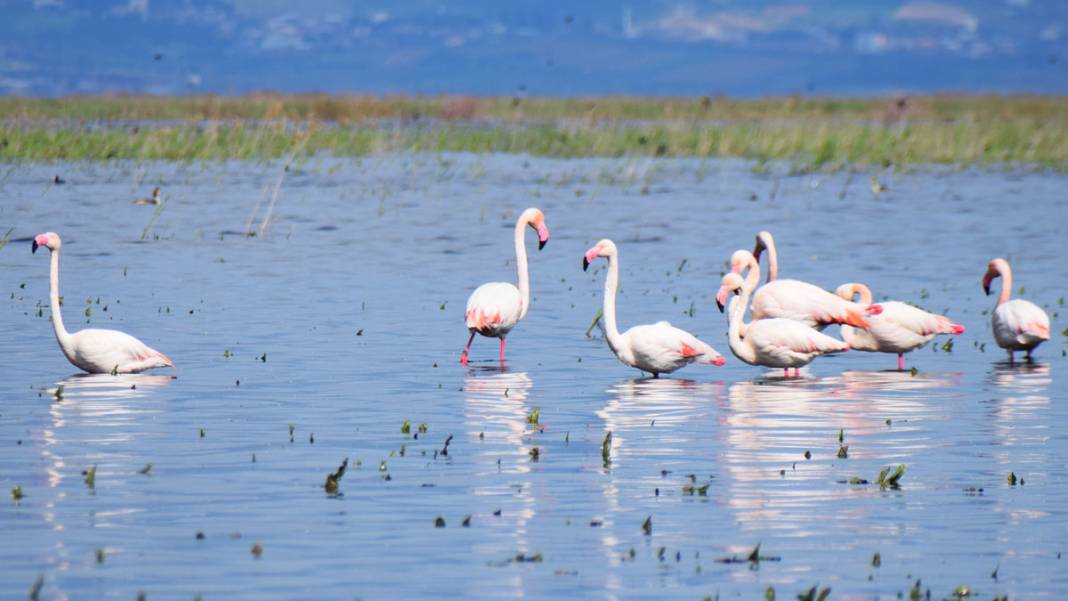 Marmara Gölü’nde yıllar sonra ilk: Göçmen kuşlar geri döndü 5