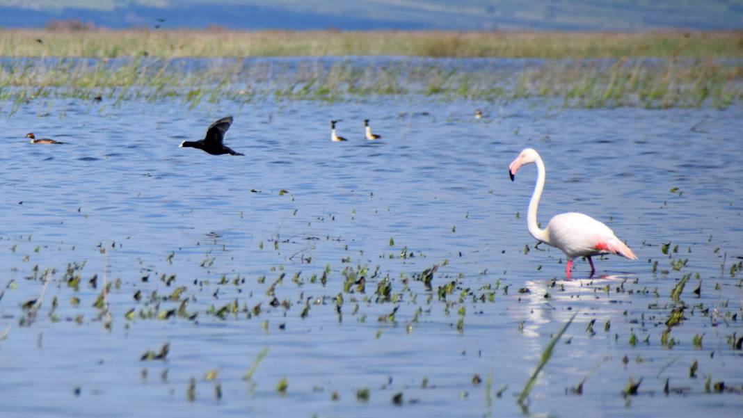 Marmara Gölü’nde yıllar sonra ilk: Göçmen kuşlar geri döndü 10